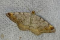Macaria liturata