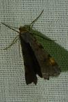 Macaria liturata