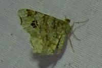 Macaria notata
