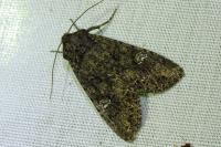 Mamestra brassicae