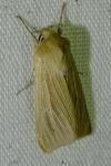 Mythimna impura