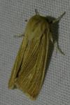 Mythimna impura
