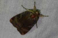 Noctua janthe/janthina