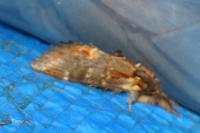 Notodonta dromedarius