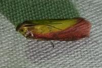Oncocera semirubella