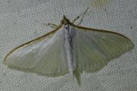 Palpita vitrealis