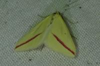 Rhodometra sacraria