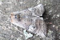 Tethea ocularis