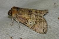 Tethea ocularis