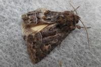 Thalpophila matura