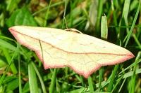 Timandra comae