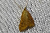 Udea ferrugalis