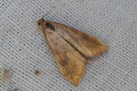 Udea ferrugalis