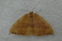 Watsonalla cultraria