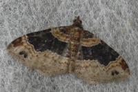 Xanthorhoe ferrugata