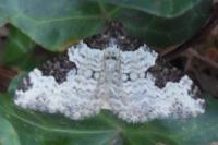 Xanthorhoe fluctuata