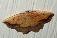 Epione repandaria