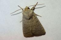 Hoplodrina ambigua/blanda