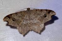 Macaria alternata