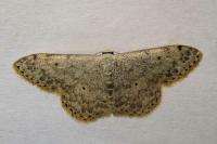 Scopula marginepunctata