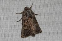 Tholera decimalis