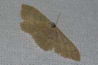 Idaea straminata