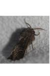 Tholera cespitis