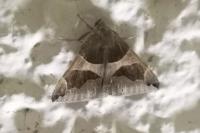 Dysgonia algira