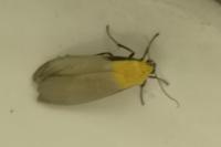 Lithosia quadra