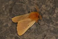 Lemonia taraxaci