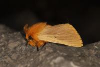 Lemonia taraxaci
