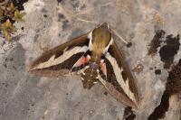 Hyles gallii