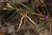 Hyles gallii