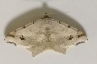 Macaria alternata