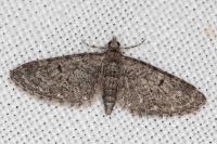 Eupithecia massiliata
