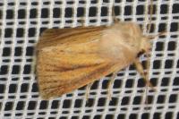 Denticucullus pygmina