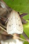 Udea numeralis