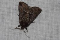 Thalpophila matura