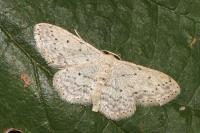 Idaea seriata
