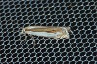 Crambus pascuella