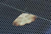 Laspeyria flexula