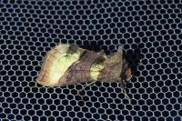 Diachrysia chrysitis