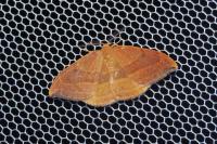 Watsonalla cultraria