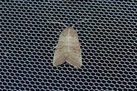 Hoplodrina ambigua/blanda