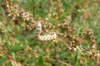 Cucullia absinthii