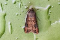 Agrotis ipsilon