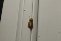 Mythimna pallens