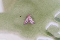 Metasia cuencalis bourgognei