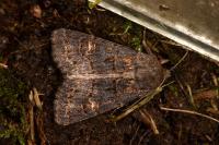 Tholera cespitis