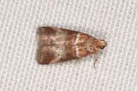 Acrobasis tumidana